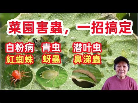 紅色小蟲 樹液 有毒嗎|氣候回暖紅椿象增 農業處：無毒無害勿驚慌